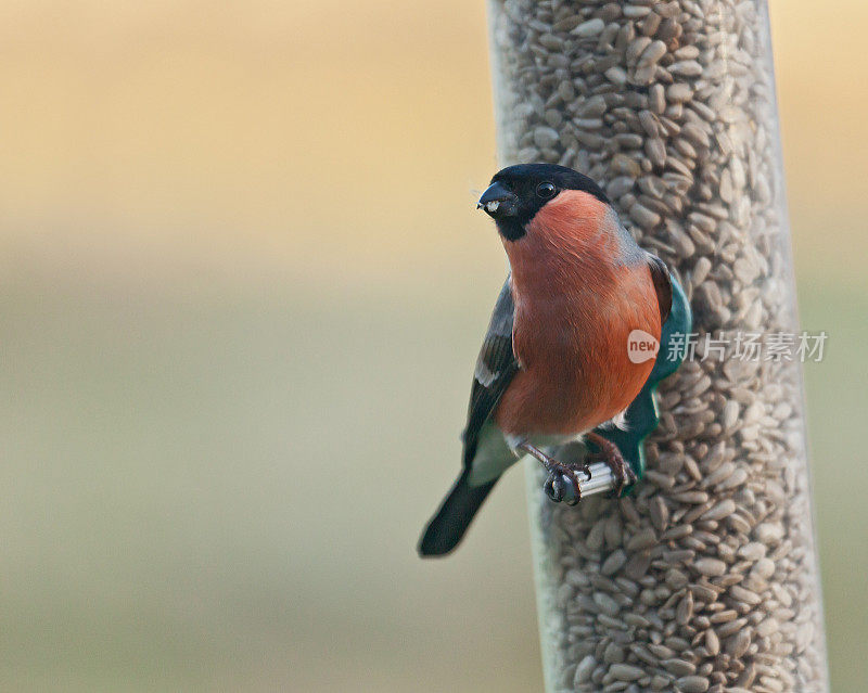 Male Eurasian Bullfinch (Pyrrhula_pyrrhula) on seed feeder